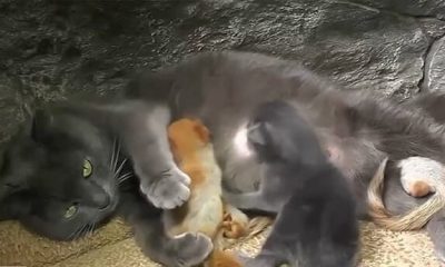 Heartwarming Mama Cat Takes in 4 Orphaned Baby Squirrels and Raises Them with Her Kittens