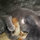 Heartwarming Mama Cat Takes in 4 Orphaned Baby Squirrels and Raises Them with Her Kittens