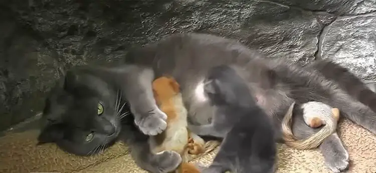 Heartwarming Mama Cat Takes in 4 Orphaned Baby Squirrels and Raises Them with Her Kittens