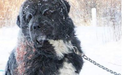 Heartwarming Rescue Moment Dog Left Chained Outside In The Cold For 4 Years