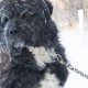 Heartwarming Rescue Moment Dog Left Chained Outside In The Cold For 4 Years