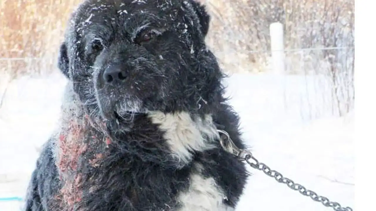 Heartwarming Rescue Moment Dog Left Chained Outside In The Cold For 4 Years