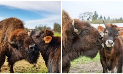 Heartwarming Story Blind and Lonely Bison Finds Friendship with Oliver