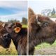 Heartwarming Story Blind and Lonely Bison Finds Friendship with Oliver