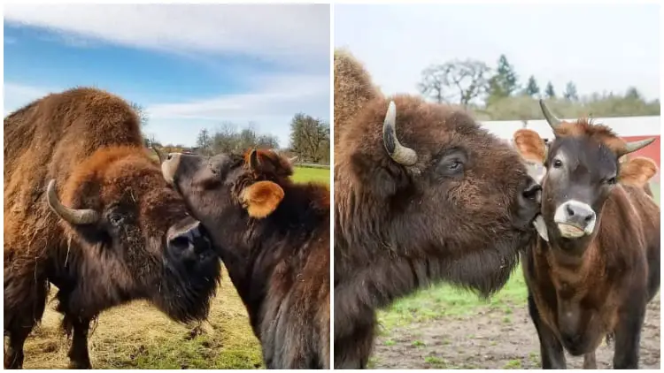 Heartwarming Story Blind and Lonely Bison Finds Friendship with Oliver