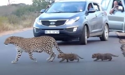 Heartwarming Video Captures a Mother Leopard Teaching Her Cubs to Cross the Road