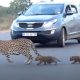 Heartwarming Video Captures a Mother Leopard Teaching Her Cubs to Cross the Road