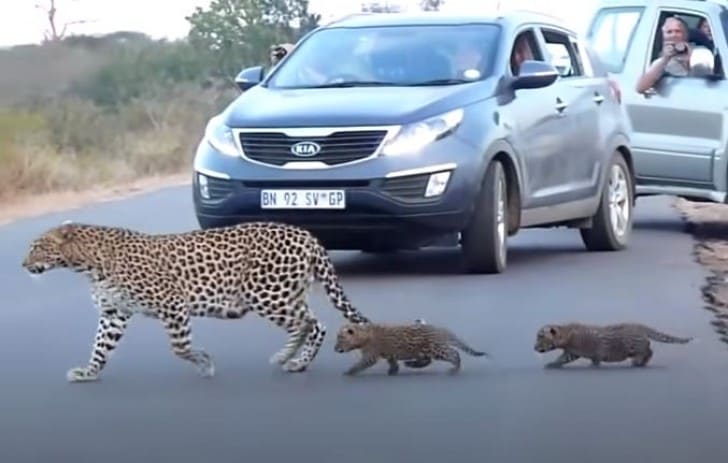 Heartwarming Video Captures a Mother Leopard Teaching Her Cubs to Cross the Road