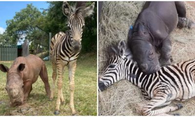 Heartwarming Zebra Comforts and Helps Orphaned Baby Rhino Calf Recover