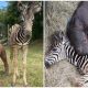 Heartwarming Zebra Comforts and Helps Orphaned Baby Rhino Calf Recover