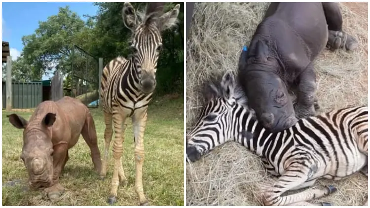 Heartwarming Zebra Comforts and Helps Orphaned Baby Rhino Calf Recover
