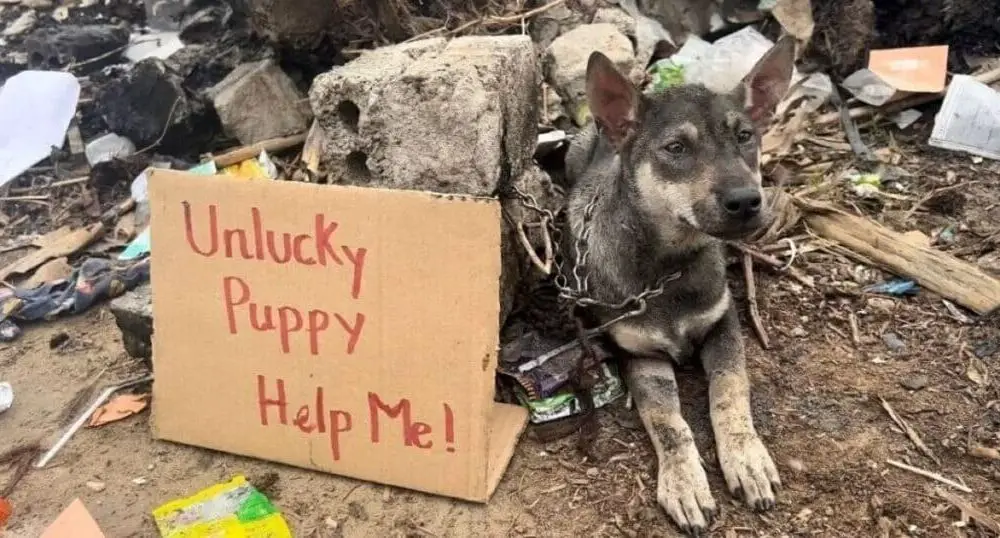 Helpless Puppy Abandoned and Chained to a Stone in a Trash Dump with The Message “Unlucky Puppy - Help Me”