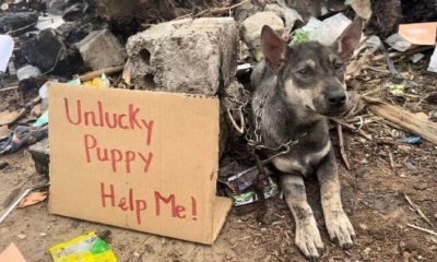 Helpless Puppy Abandoned and Chained to a Stone in a Trash Dump with The Message “Unlucky Puppy - Help Me”