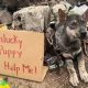 Helpless Puppy Abandoned and Chained to a Stone in a Trash Dump with The Message “Unlucky Puppy - Help Me”