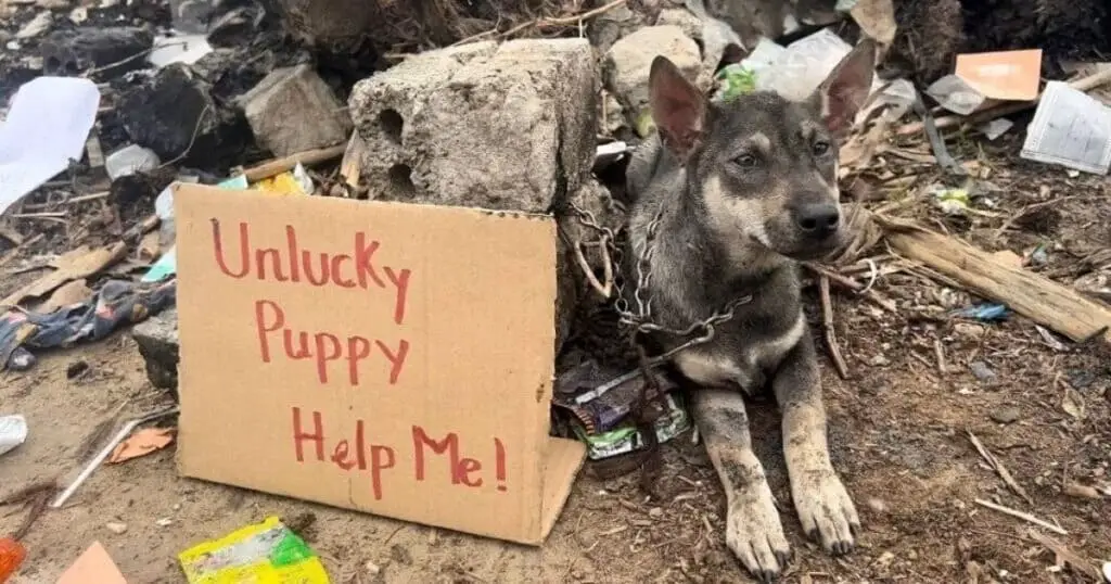 Helpless Puppy Abandoned and Chained to a Stone in a Trash Dump with The Message “Unlucky Puppy - Help Me”