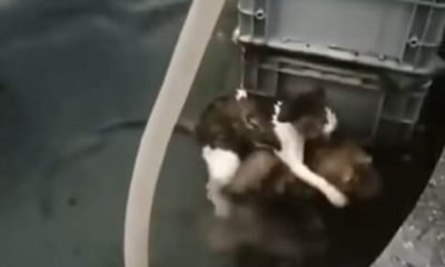 Heroic Dog Rescues Drowning Cat in Incredible Viral Video