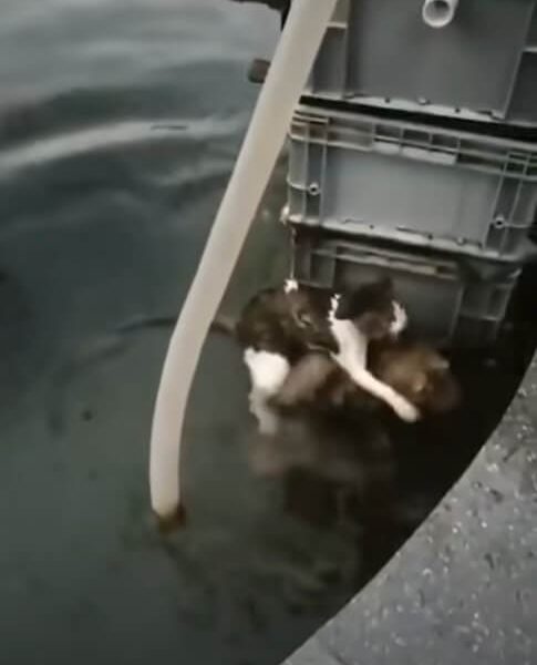 Heroic Dog Rescues Drowning Cat in Incredible Viral Video