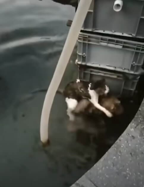 Heroic Dog Rescues Drowning Cat in Incredible Viral Video
