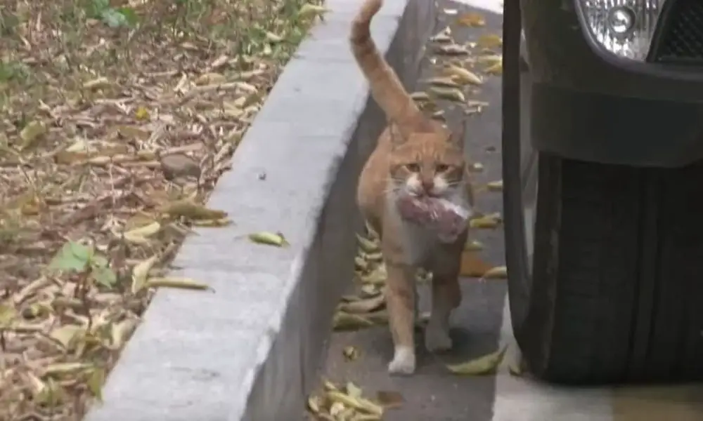 Homeless Cat Only Eats Food from a Bag, Woman Cried by the Heartbreaking Secrets