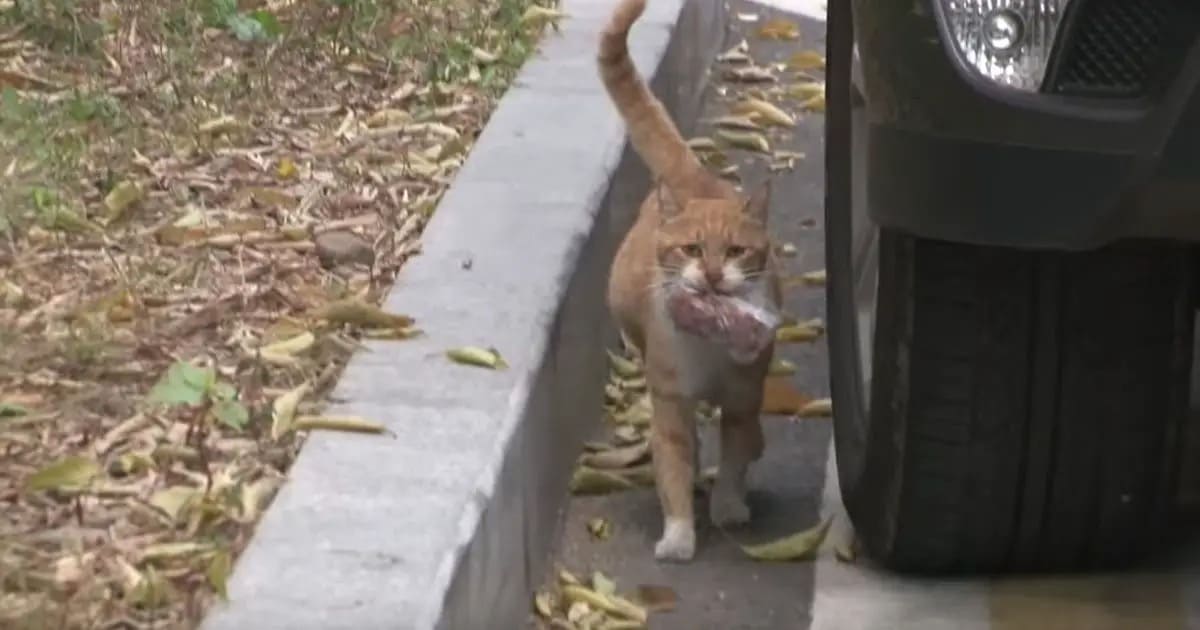 Homeless Cat Only Eats Food from a Bag, Woman Cried by the Heartbreaking Secrets