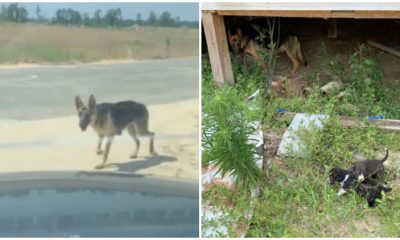 Homeless Dog Begs for Help from a Car, Leading the Driver to an Abandoned House