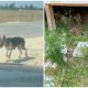 Homeless Dog Begs for Help from a Car, Leading the Driver to an Abandoned House