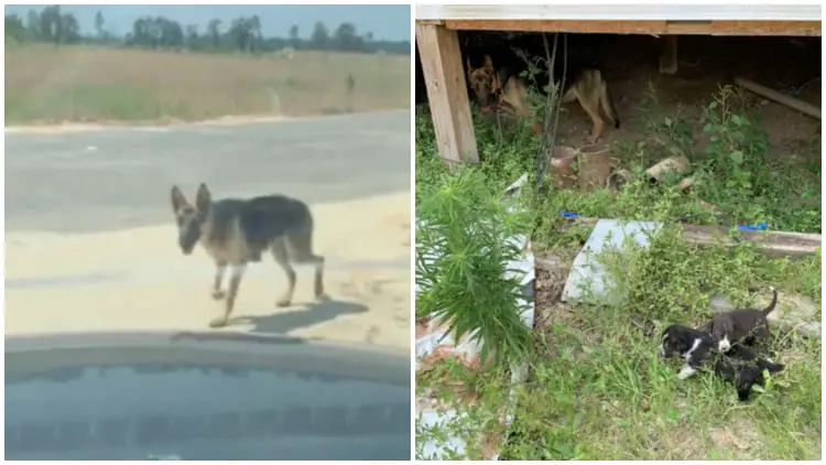 Homeless Dog Begs for Help from a Car, Leading the Driver to an Abandoned House