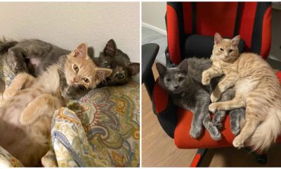 Homeless Kitten Siblings Find Comfort in Cuddling Each Other During Sleep