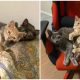 Homeless Kitten Siblings Find Comfort in Cuddling Each Other During Sleep