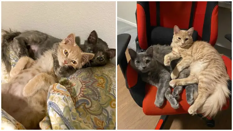 Homeless Kitten Siblings Find Comfort in Cuddling Each Other During Sleep