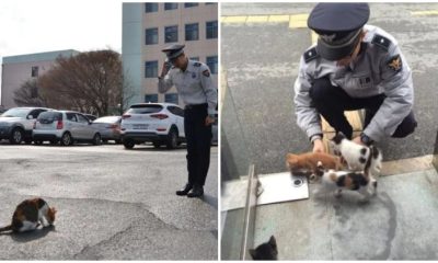 Homeless Mama Cat Brings Her Kittens to Police Station, Finds a New Loving Forever Home