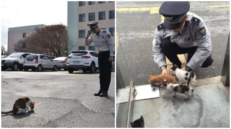 Homeless Mama Cat Brings Her Kittens to Police Station, Finds a New Loving Forever Home