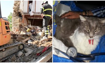 Italian Firefighters Rescued Rocco the Cat, Found Alive 32 Days After a Terrible Earthquake