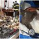 Italian Firefighters Rescued Rocco the Cat, Found Alive 32 Days After a Terrible Earthquake