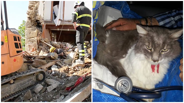Italian Firefighters Rescued Rocco the Cat, Found Alive 32 Days After a Terrible Earthquake