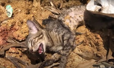 Kind Man Helped Rescue Abandoned Kitten from Extreme Heat on the Highway