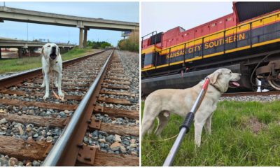 Kind Stranger Finds Dog Trapped on Moving Train Track and Acts Swiftly to Rescue