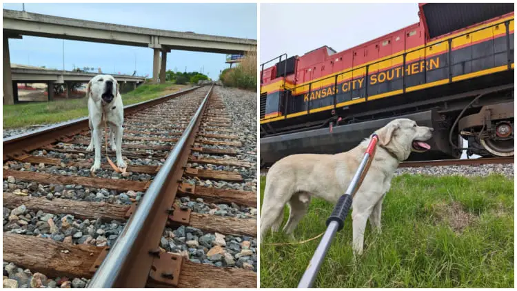 Kind Stranger Finds Dog Trapped on Moving Train Track and Acts Swiftly to Rescue