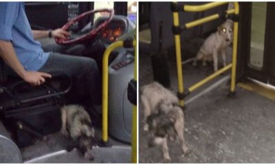 Kind-hearted Bus Driver Breaks Rules to Provide Shelter for Shivering Dogs During Thunderstorm