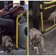 Kind-hearted Bus Driver Breaks Rules to Provide Shelter for Shivering Dogs During Thunderstorm