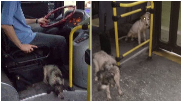 Kind-hearted Bus Driver Breaks Rules to Provide Shelter for Shivering Dogs During Thunderstorm