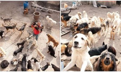 Kind-hearted Chinese Millionaire Spends All His Money Rescuing Stray Dogs for a Decade