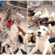 Kind-hearted Chinese Millionaire Spends All His Money Rescuing Stray Dogs for a Decade