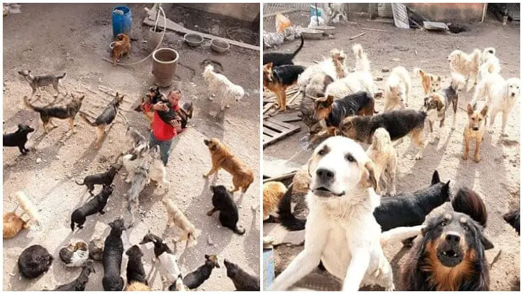 Kind-hearted Chinese Millionaire Spends All His Money Rescuing Stray Dogs for a Decade