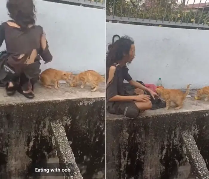 Kind-hearted Man Frequently Shares Food with Stray Cats Before Eating