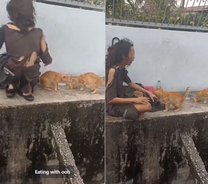 Kind-hearted Man Frequently Shares Food with Stray Cats Before Eating