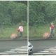 Kindhearted Girl Rescues a Homeless Dog While Returning From School