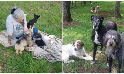 Kindhearted Woman Turns Her Home into a Hospice for Pets, Caring for 80 Elderly Dogs Together