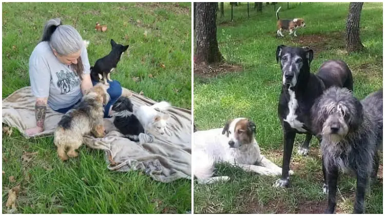 Kindhearted Woman Turns Her Home into a Hospice for Pets, Caring for 80 Elderly Dogs Together