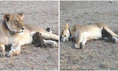 Lioness Adopts Orphaned Leopard Cub After Losing Her Own Cubs Making A Heartwarming Story